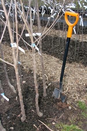 Prodej ovocných stromků a keřů 2